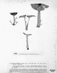 Tricholoma terreum image
